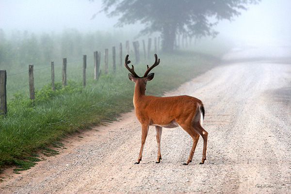 Deer standing on a dirt road
