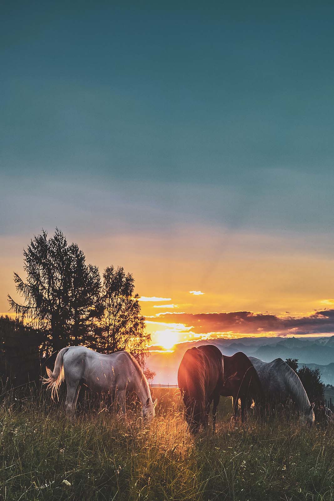 Horseback Riding