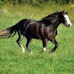 Horse-150x150.jpg