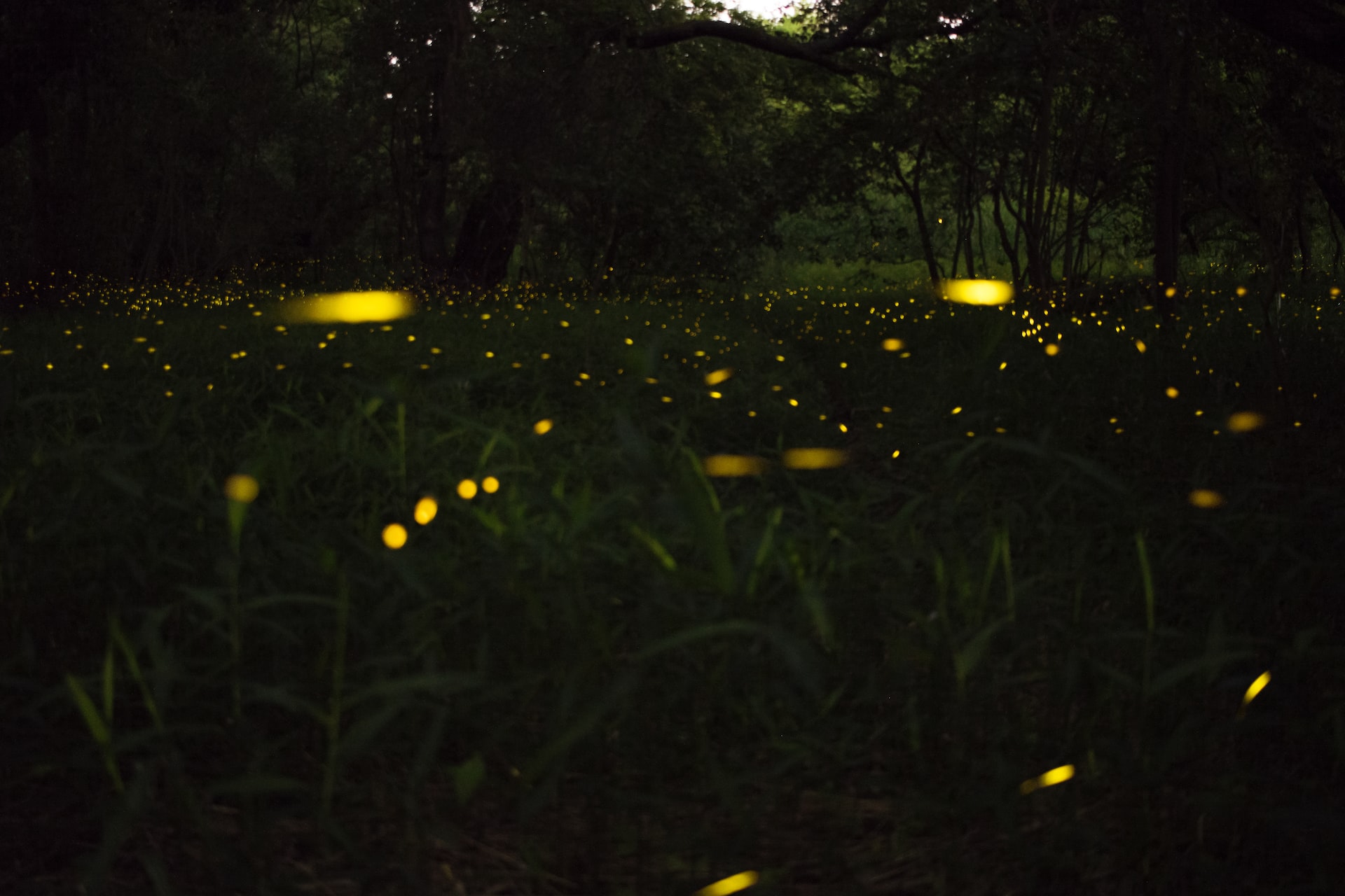 Synchronous Fireflies